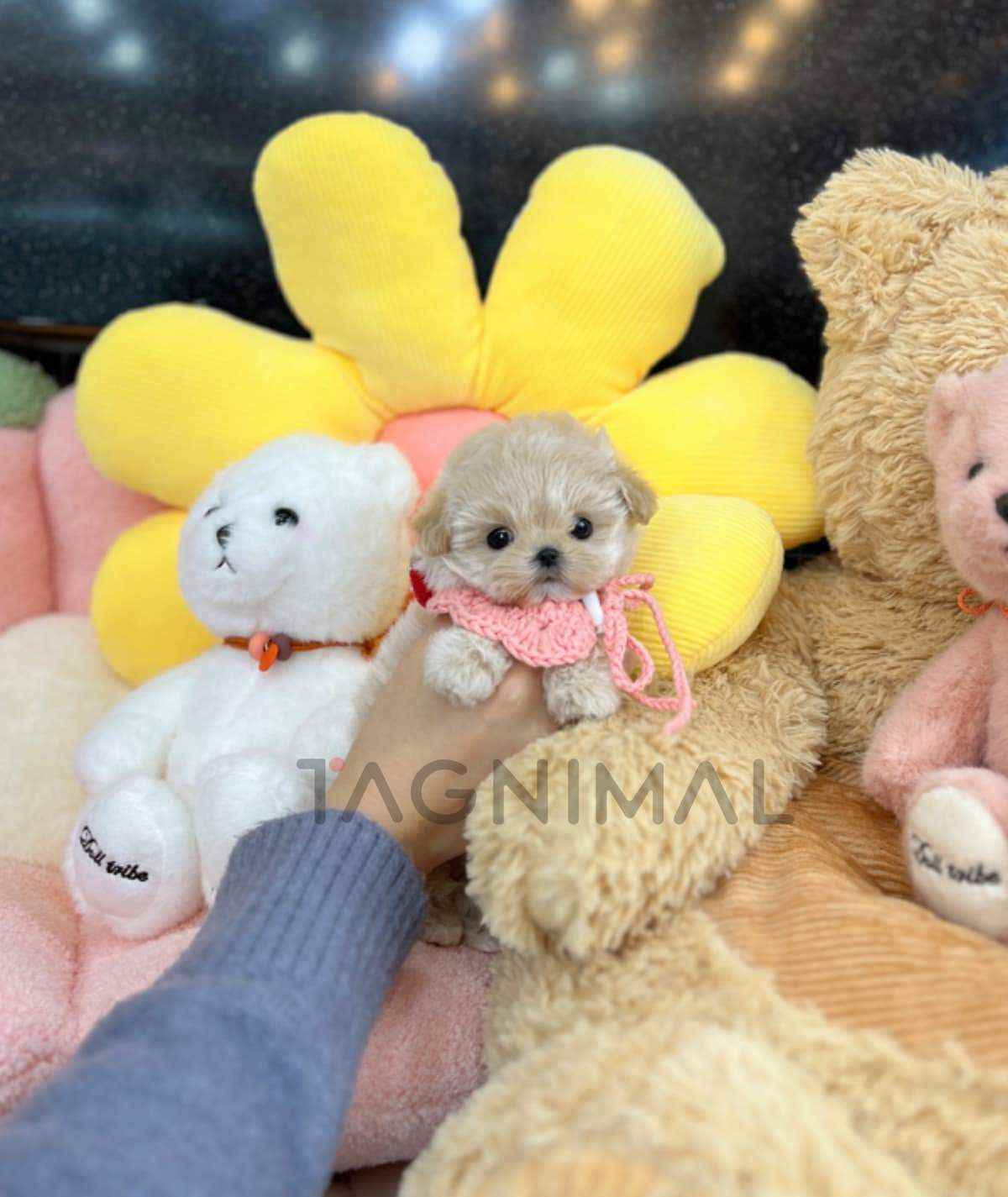 Maltipoo puppy for sale, dog for sale at Tagnimal