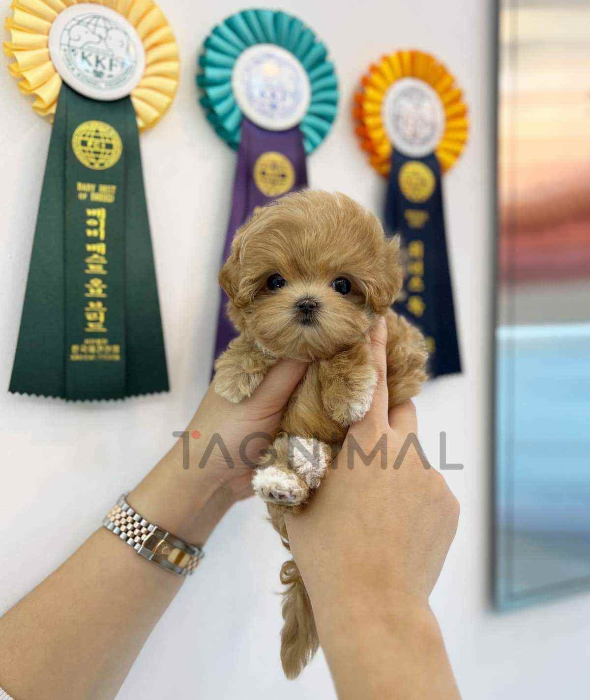 Maltipoo puppy for sale, dog for sale at Tagnimal