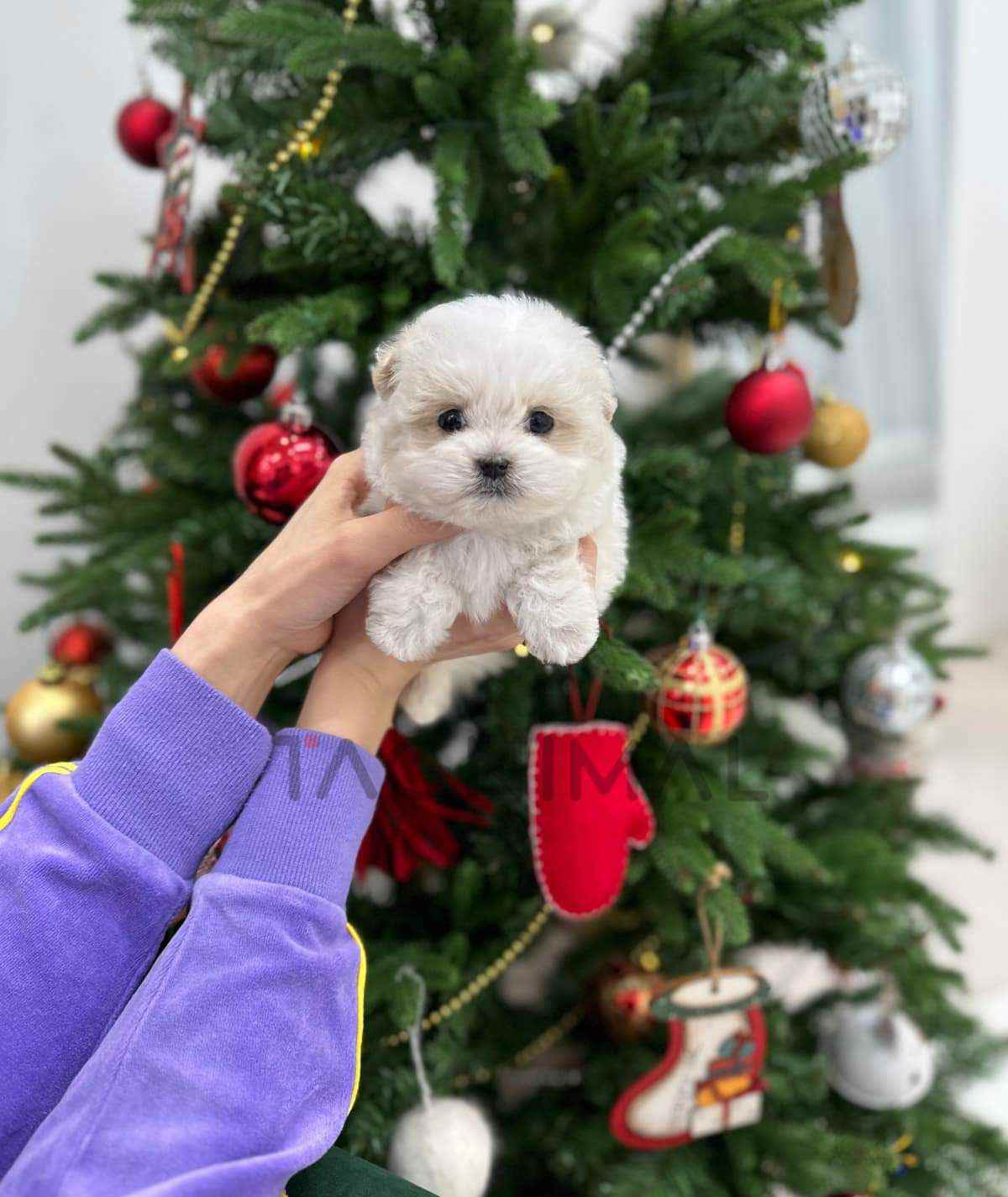 Maltipoo puppy for sale, dog for sale at Tagnimal