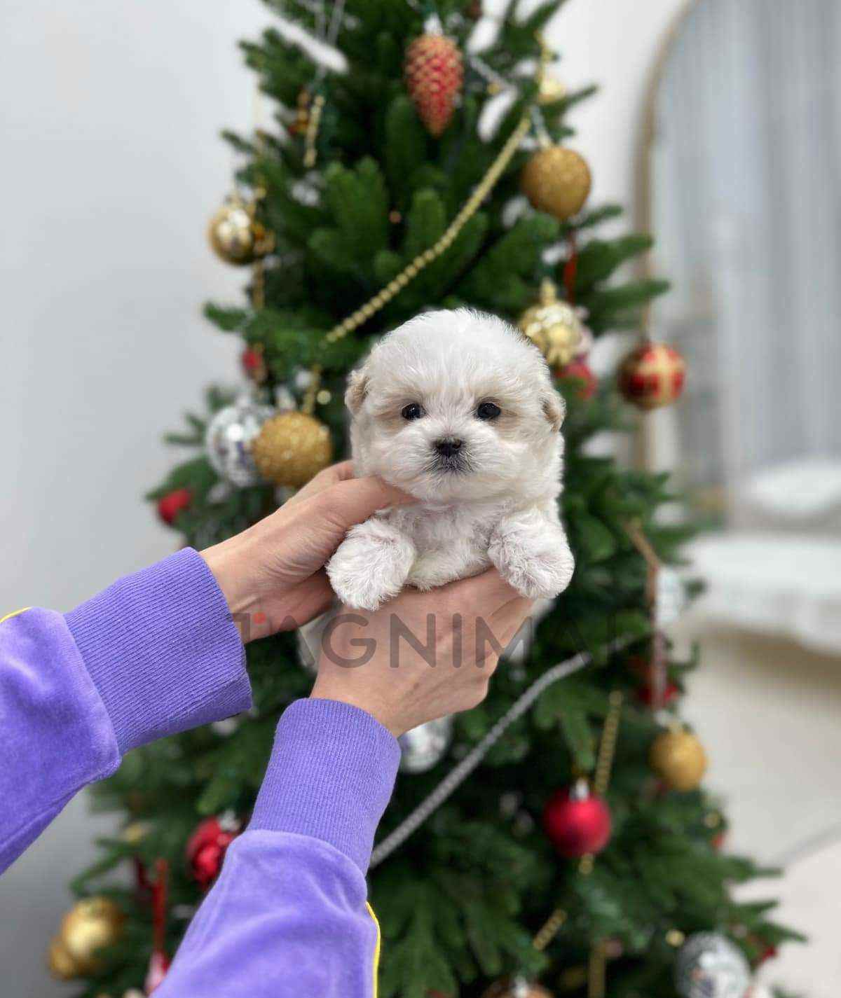 Maltipoo puppy for sale, dog for sale at Tagnimal