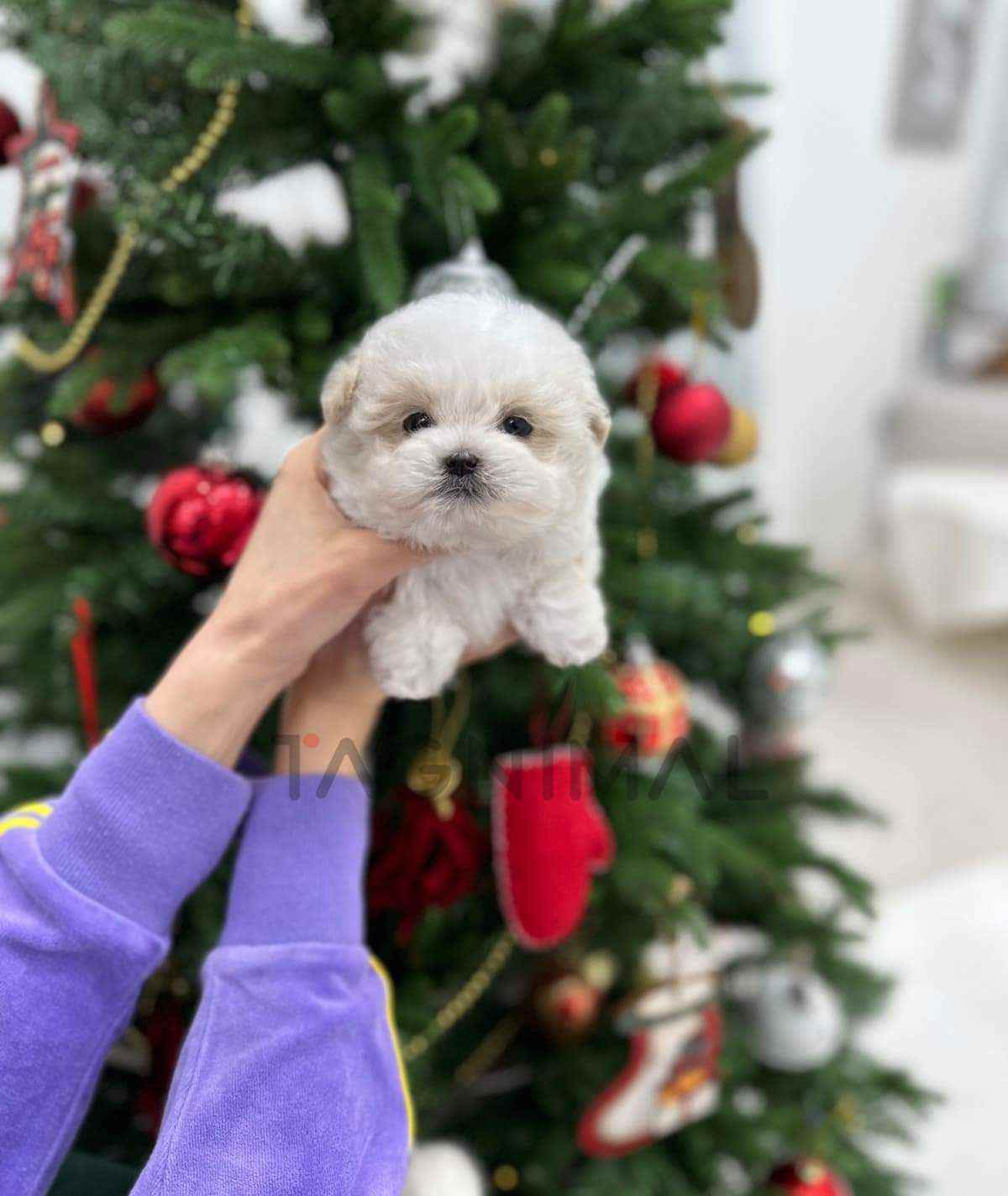 Maltipoo puppy for sale, dog for sale at Tagnimal