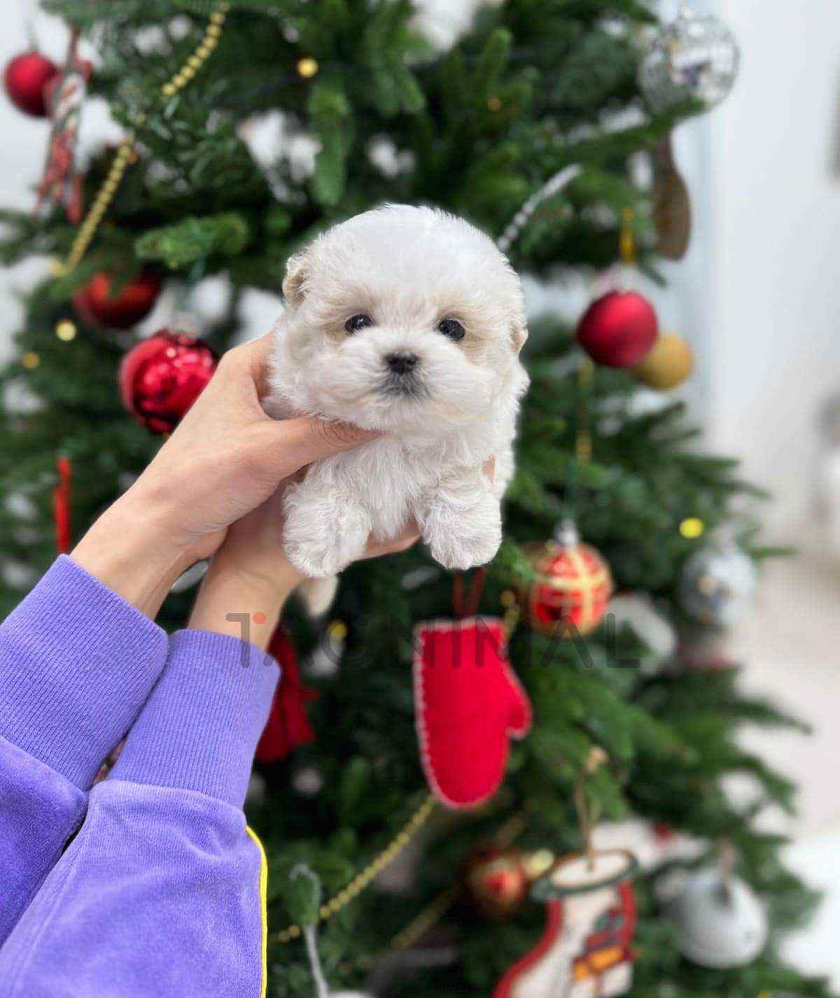 Maltipoo puppy for sale, dog for sale at Tagnimal