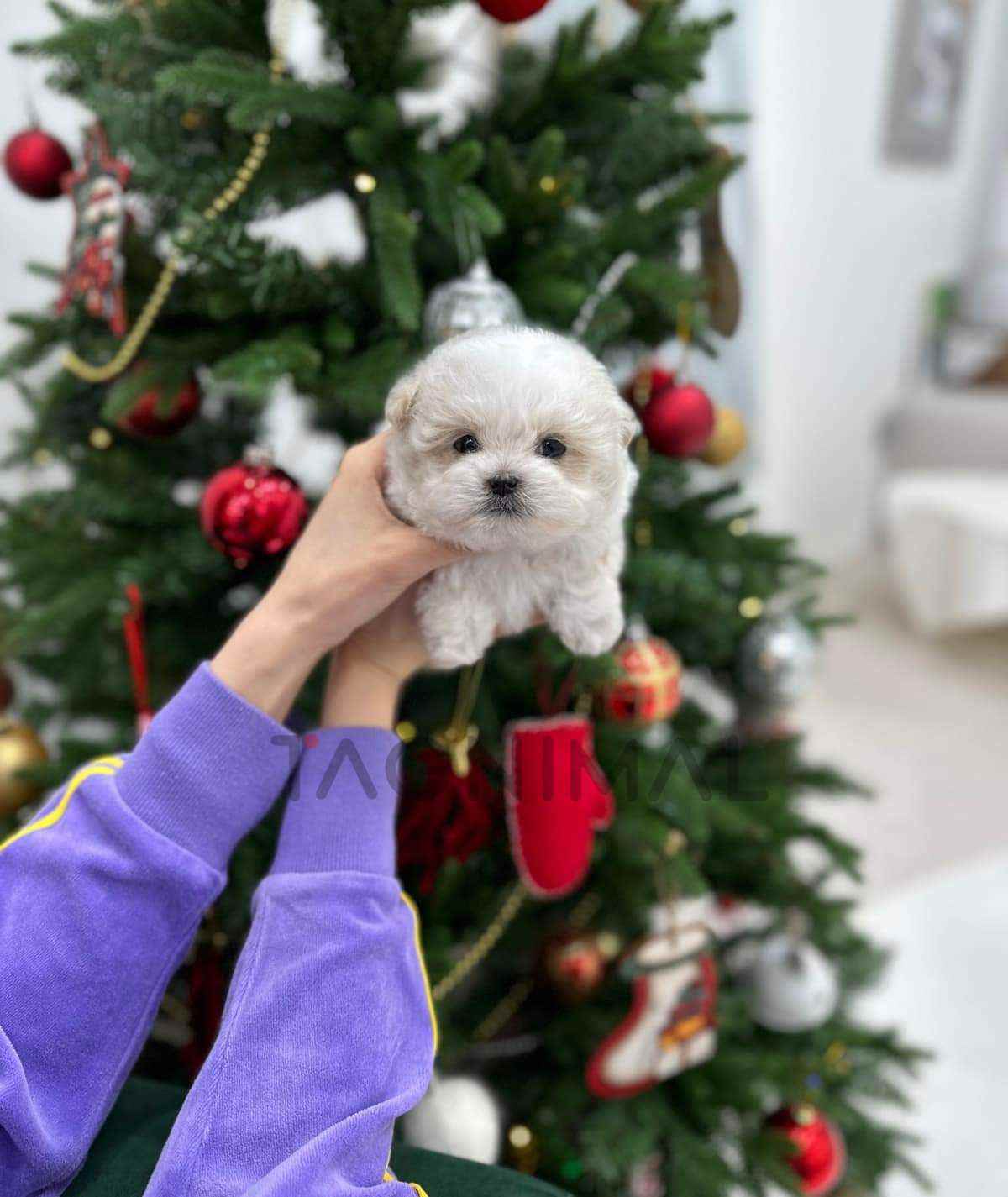 Maltipoo puppy for sale, dog for sale at Tagnimal