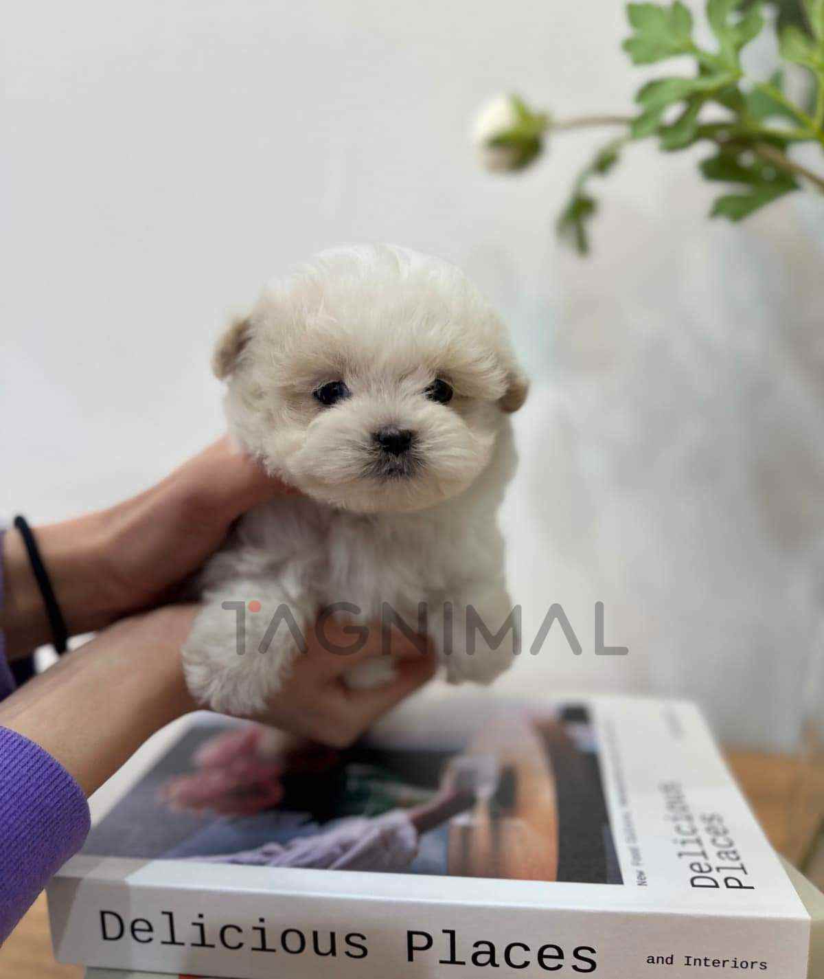 Maltipoo puppy for sale, dog for sale at Tagnimal