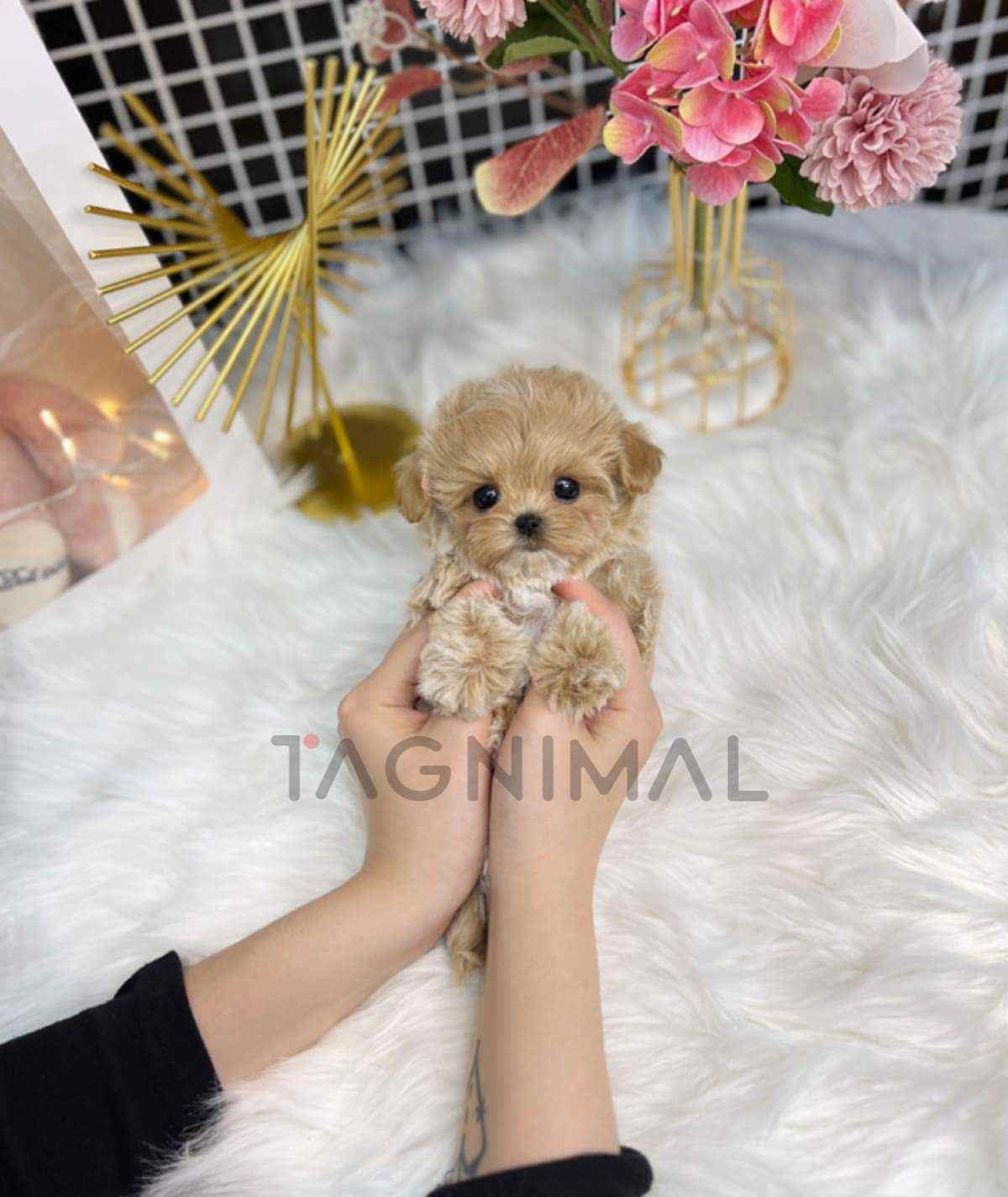 ขายลูกสุนัขมอลติพู ซื้อสุนัข ซื้อหมา ได้ที่ Tagnimal