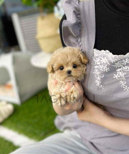 Maltipoo puppy for sale, dog for sale at Tagnimal