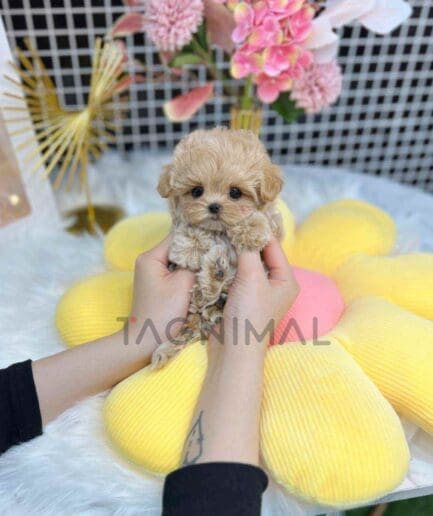 Maltipoo puppy for sale, dog for sale at Tagnimal
