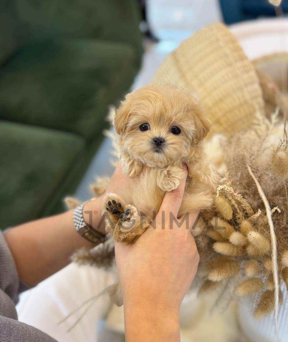 Maltipoo puppy for sale, dog for sale at Tagnimal