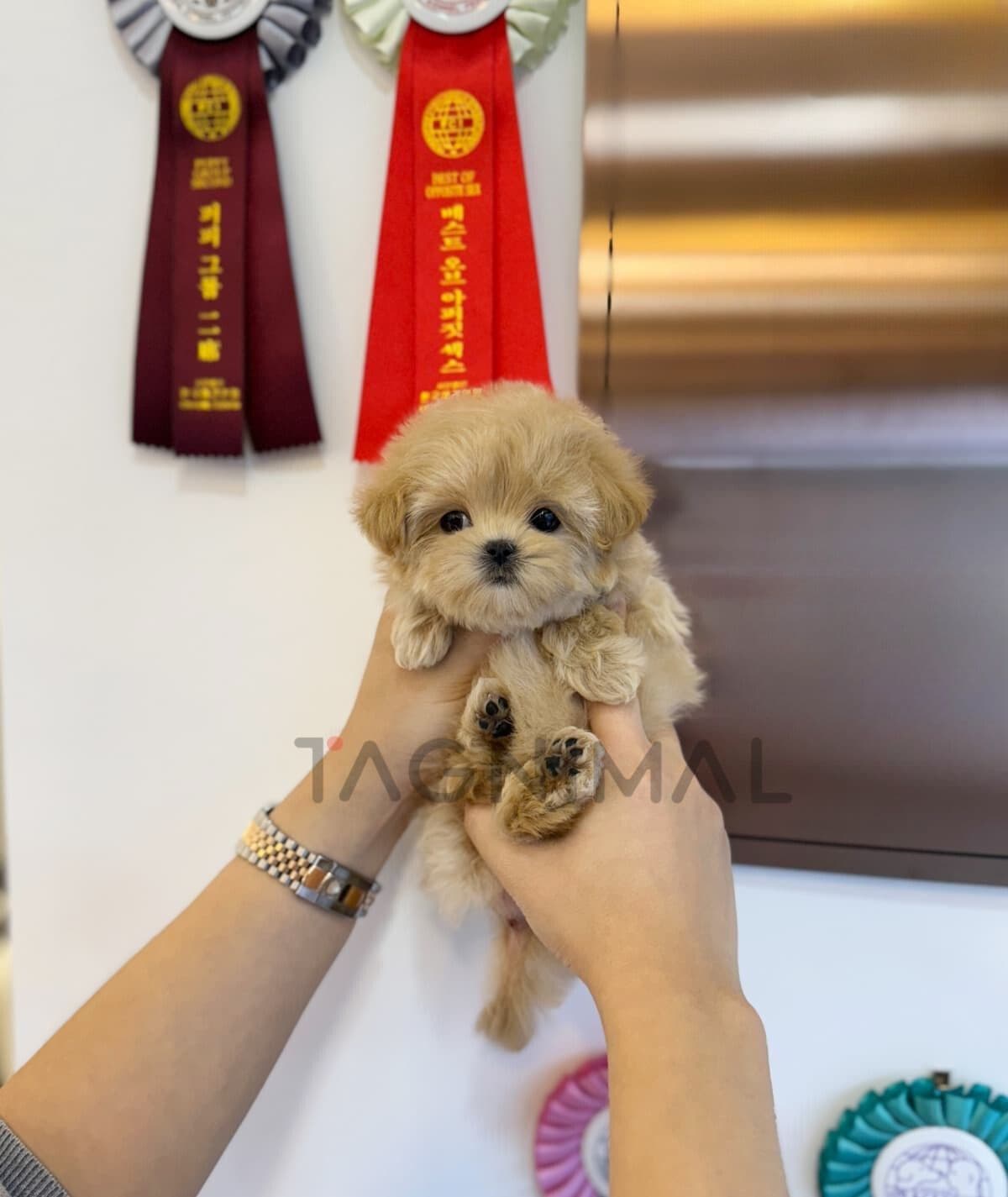 Maltipoo puppy for sale, dog for sale at Tagnimal