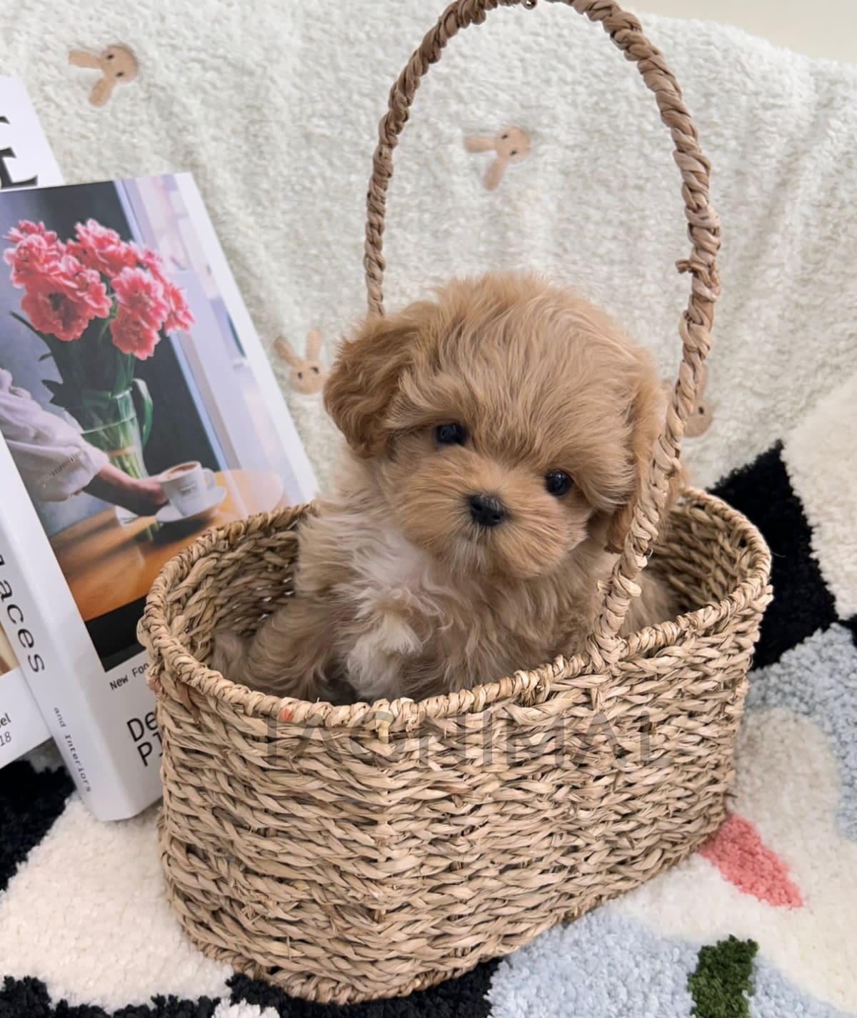 ขายลูกสุนัขมอลติพู ซื้อสุนัข ซื้อหมา ได้ที่ Tagnimal