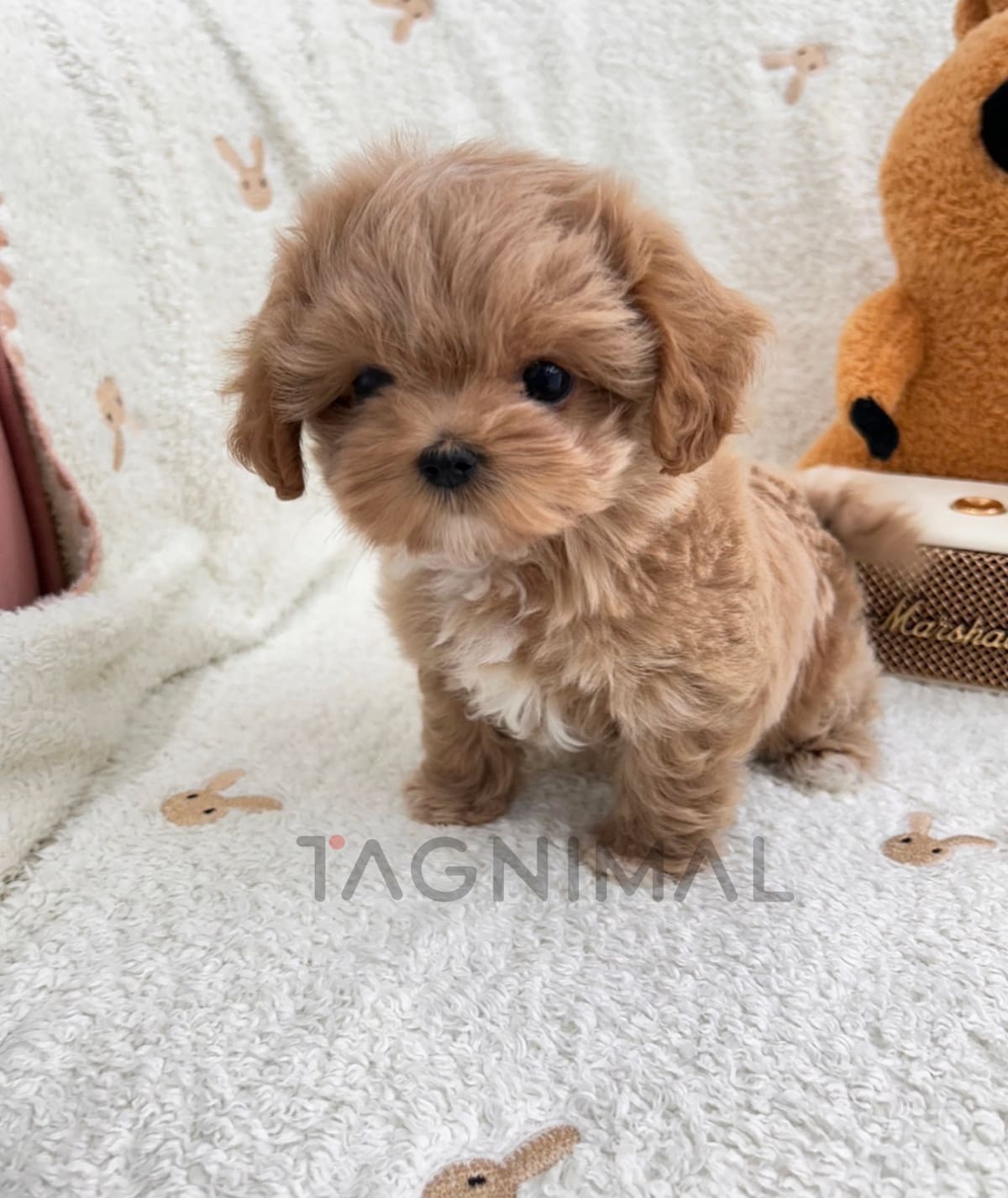 ขายลูกสุนัขมอลติพู ซื้อสุนัข ซื้อหมา ได้ที่ Tagnimal