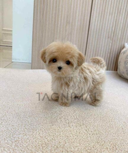 Maltipoo puppy for sale, dog for sale at Tagnimal