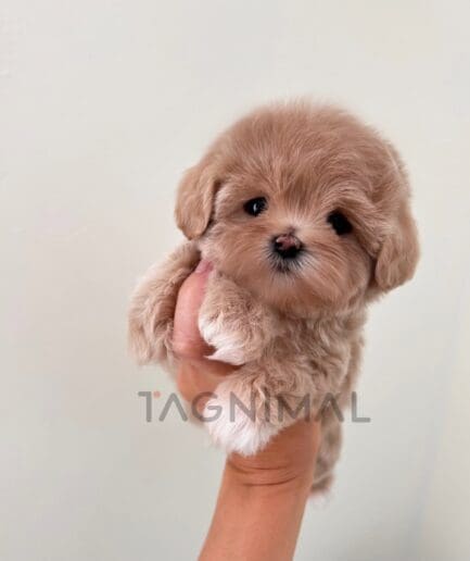 ขายลูกสุนัขมอลติพู ซื้อสุนัข ซื้อหมา ได้ที่ Tagnimal