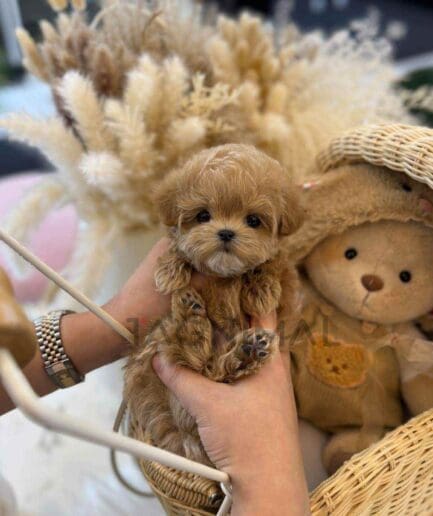 ขายลูกสุนัขมอลติพู ซื้อสุนัข ซื้อหมา ได้ที่ Tagnimal