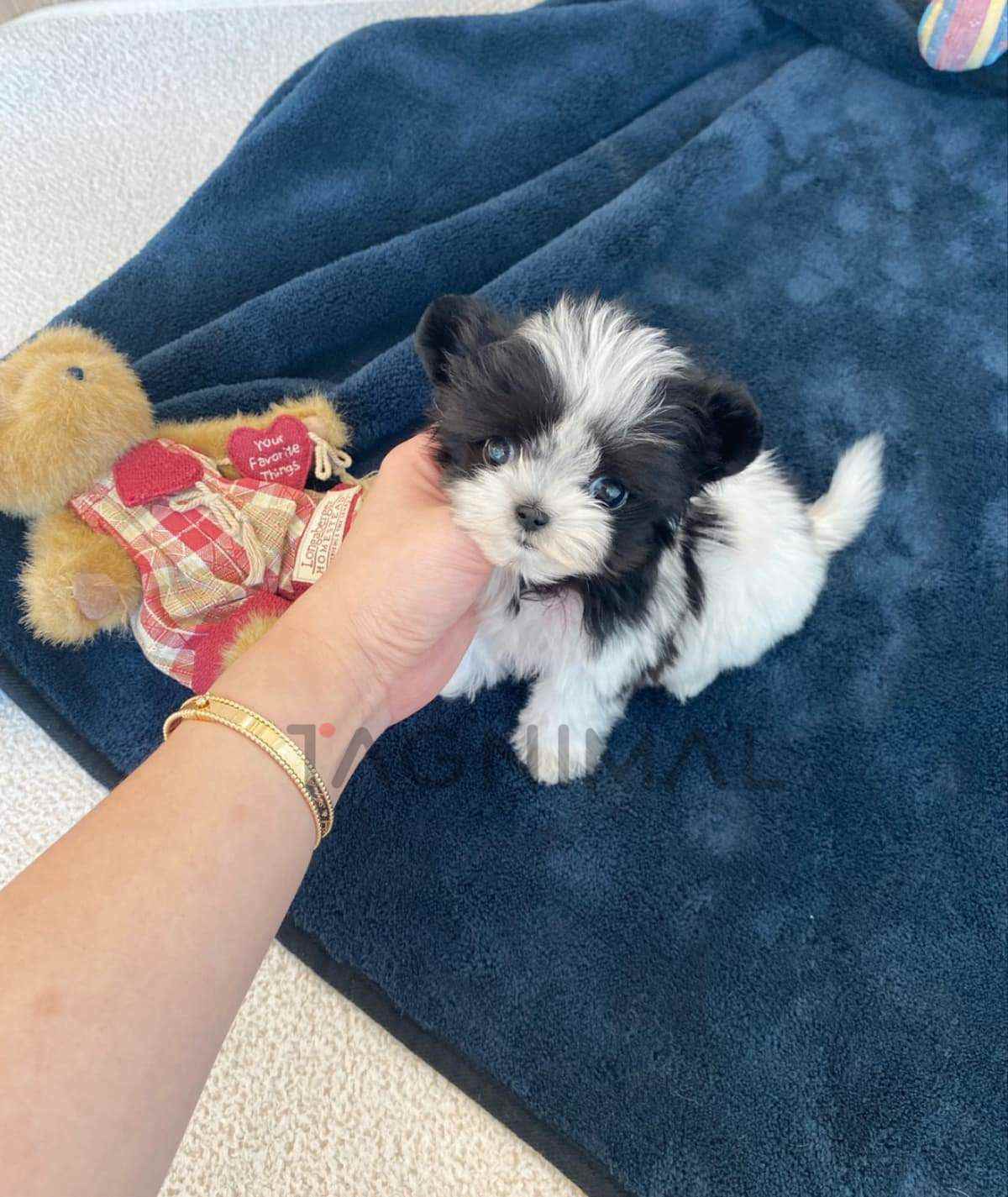 Maltipoo puppy for sale, dog for sale at Tagnimal