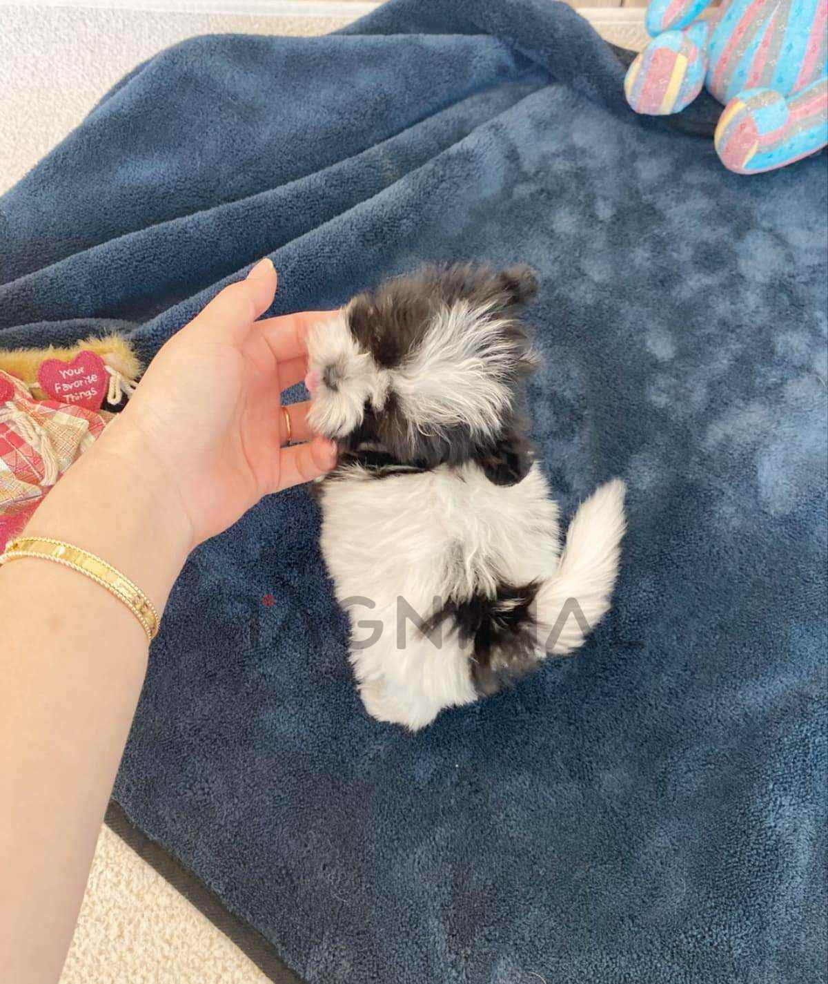 Maltipoo puppy for sale, dog for sale at Tagnimal