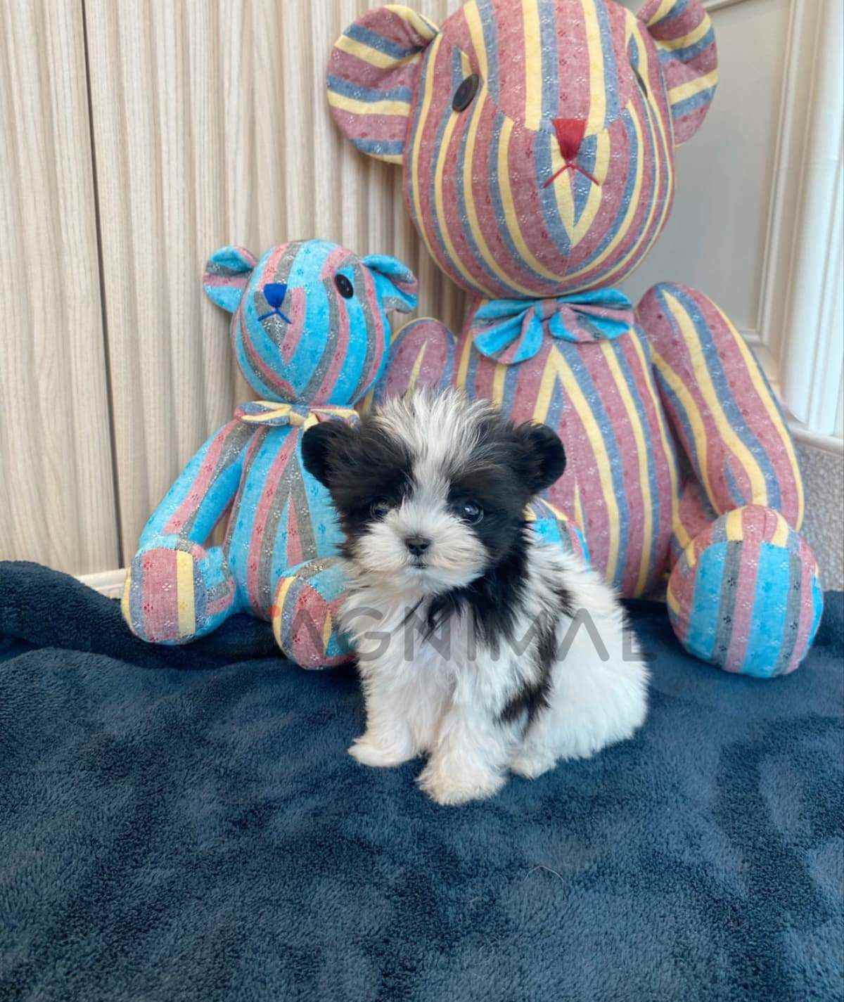 Maltipoo puppy for sale, dog for sale at Tagnimal