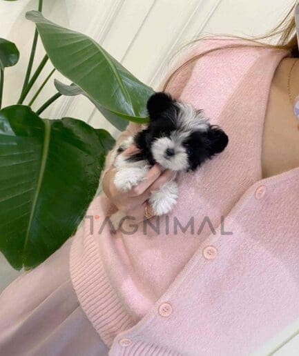ขายลูกสุนัขมอลติพู ซื้อสุนัข ซื้อหมา ได้ที่ Tagnimal