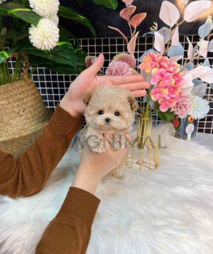 Maltipoo puppy for sale, dog for sale at Tagnimal