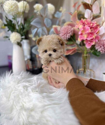Maltipoo puppy for sale, dog for sale at Tagnimal