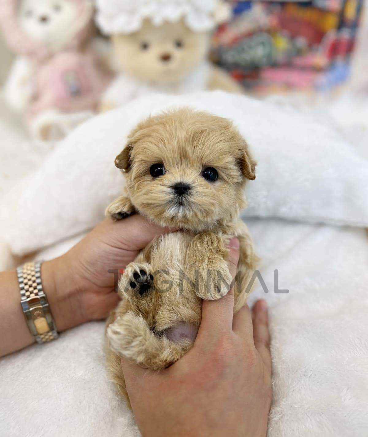 Pooch (พุช) | Tagnimal