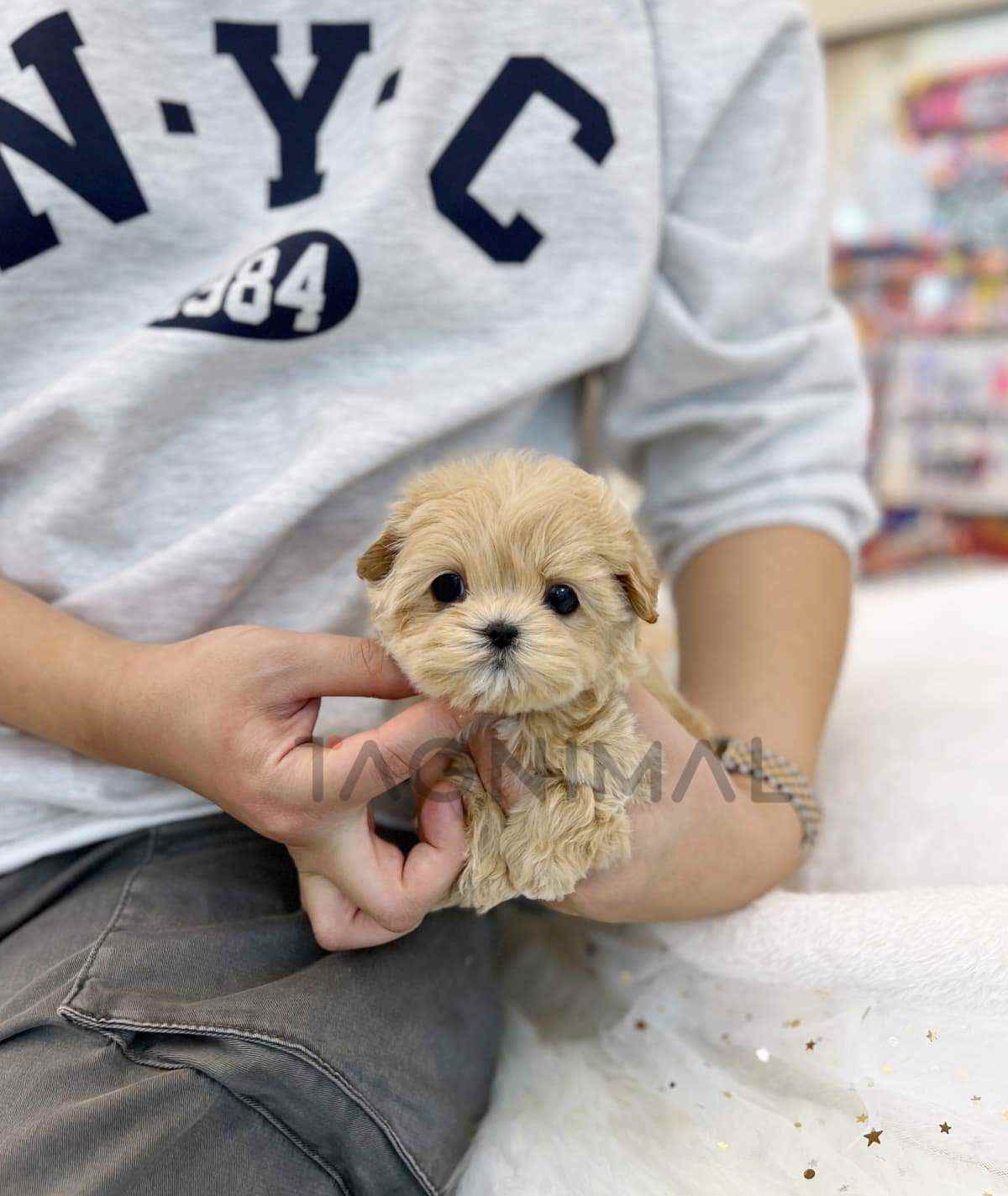 Pooch (พุช) | Tagnimal