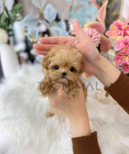 Maltipoo puppy for sale, dog for sale at Tagnimal