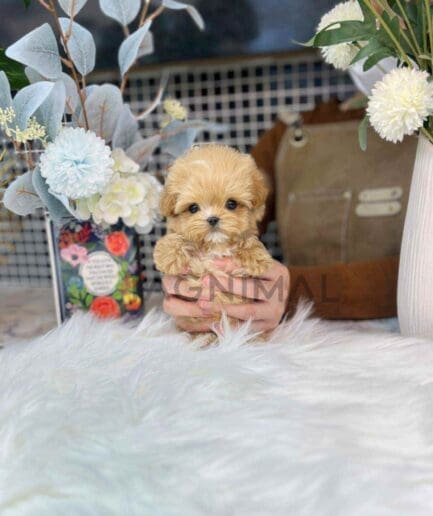 Maltipoo puppy for sale, dog for sale at Tagnimal