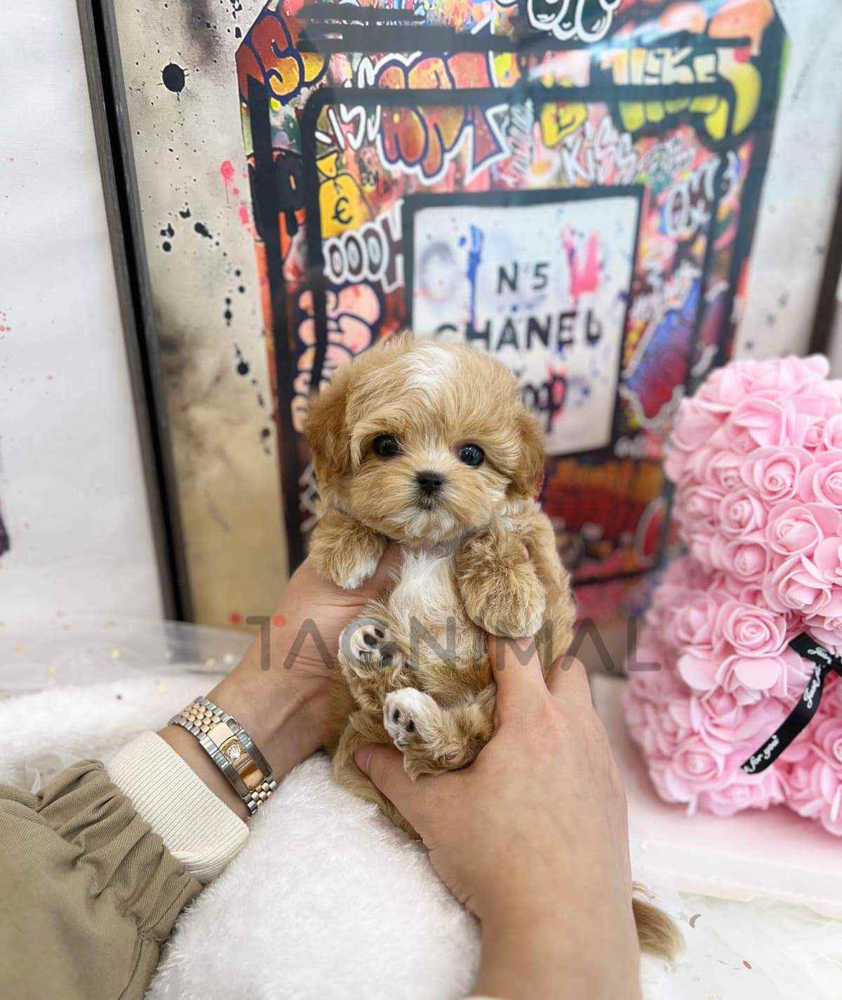 Maltipoo puppy for sale, dog for sale at Tagnimal
