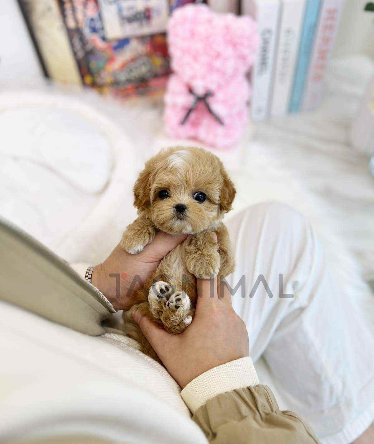 Maltipoo puppy for sale, dog for sale at Tagnimal
