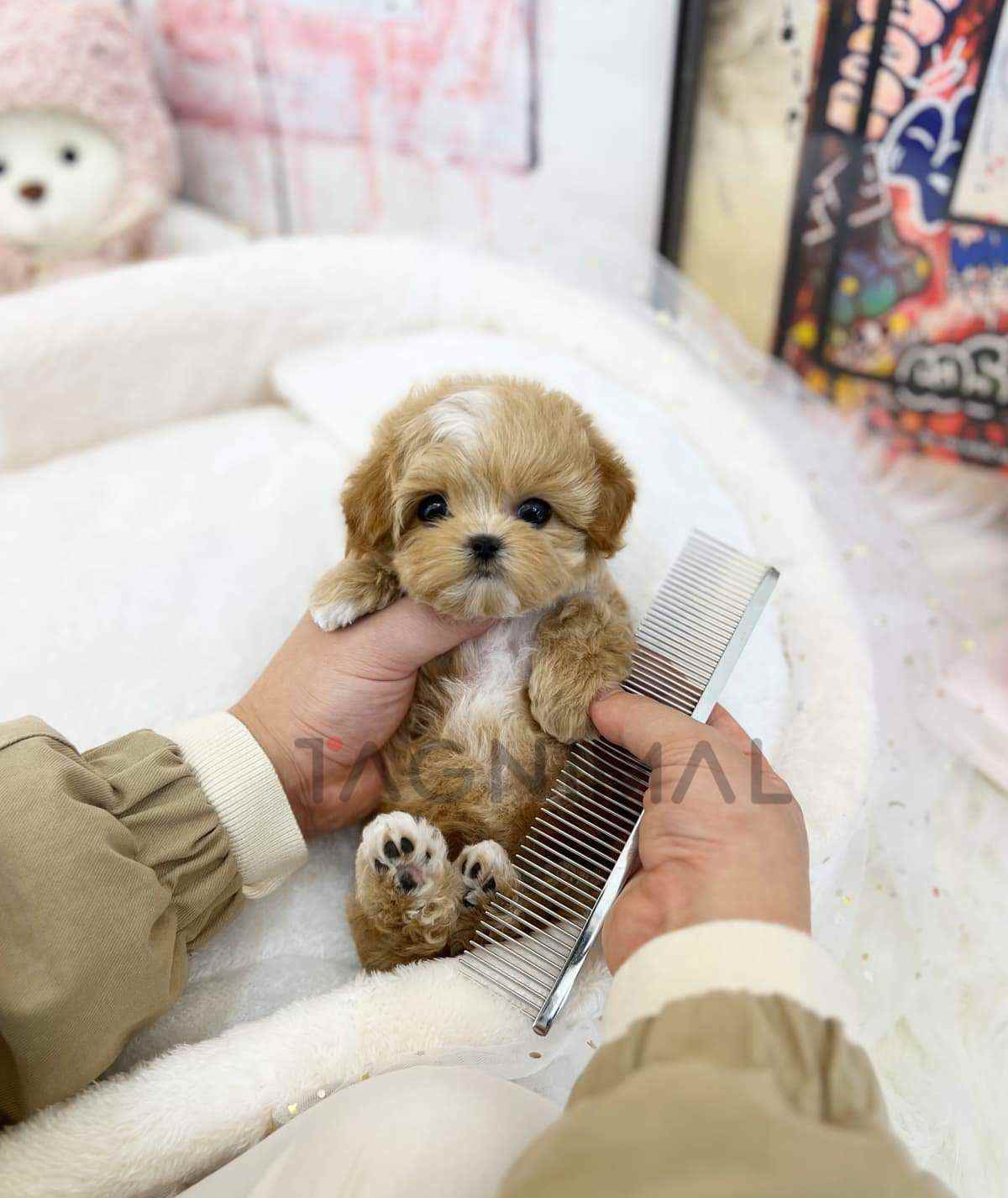 Maltipoo puppy for sale, dog for sale at Tagnimal