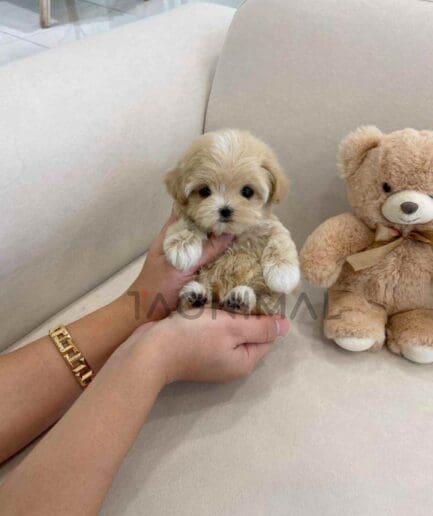 ขายลูกสุนัขมอลติพู ซื้อสุนัข ซื้อหมา ได้ที่ Tagnimal