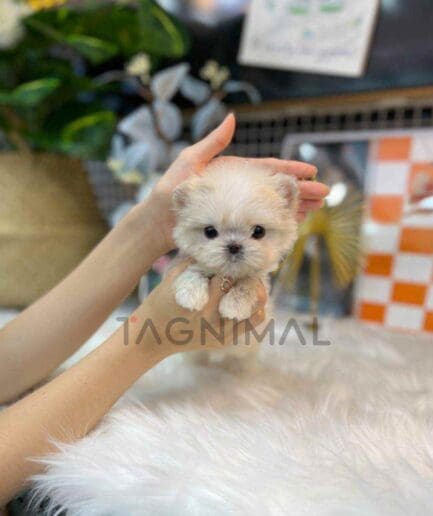 Maltipoo puppy for sale, dog for sale at Tagnimal