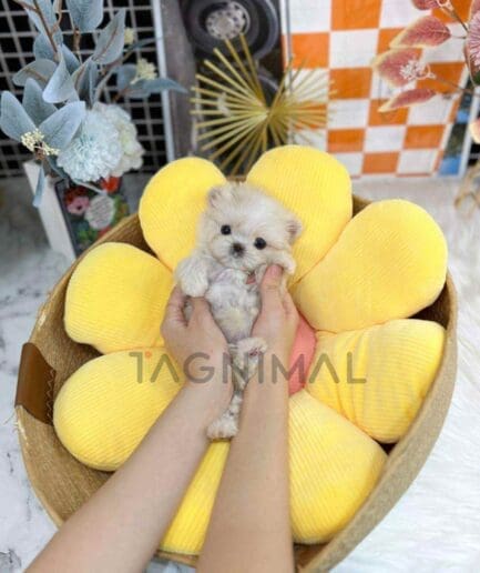 Maltipoo puppy for sale, dog for sale at Tagnimal