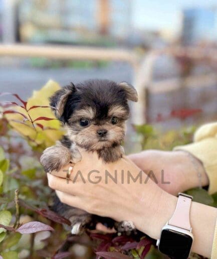 Morkie puppy for sale, dog for sale at Tagnimal