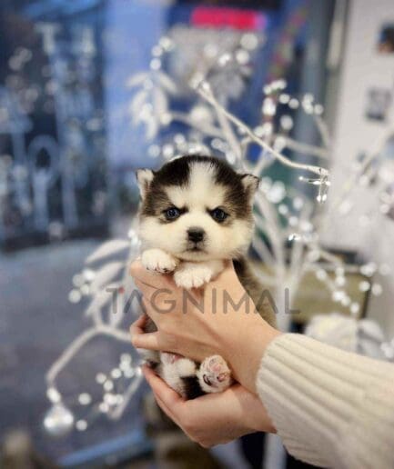 Pomsky puppy for sale, dog for sale at Tagnimal