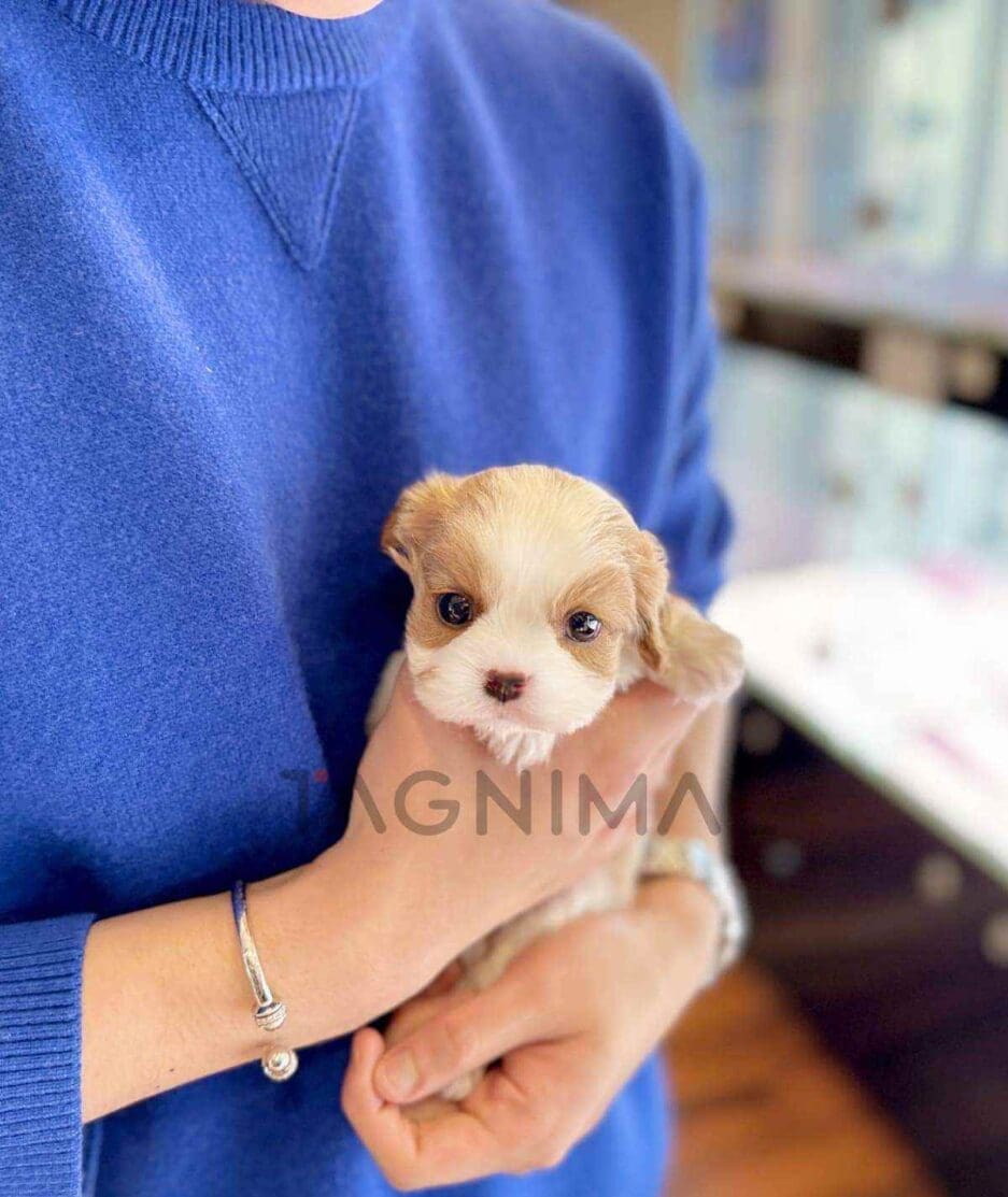 Cavalier King Charles Spaniel puppy for sale, dog for sale at Tagnimal