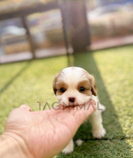 Cavalier King Charles Spaniel puppy for sale, dog for sale at Tagnimal