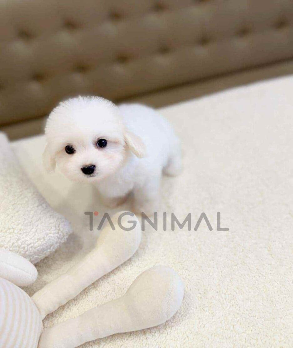 Coton de Tulear puppy for sale, dog for sale at Tagnimal