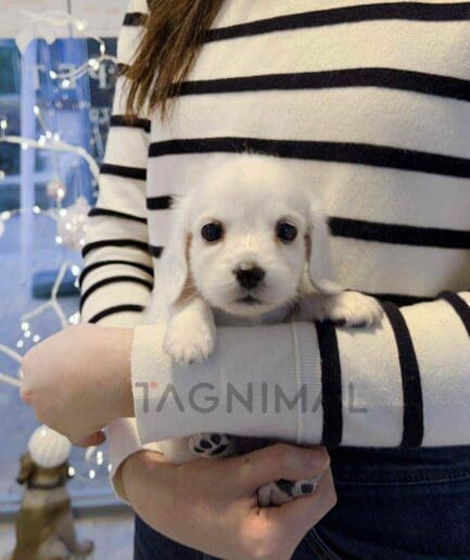 ขายลูกสุนัขดัชชุน ซื้อสุนัข ซื้อหมา ได้ที่ Tagnimal