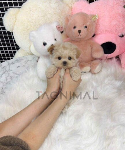 ขายลูกสุนัขมอลติพู ซื้อสุนัข ซื้อหมา ได้ที่ Tagnimal