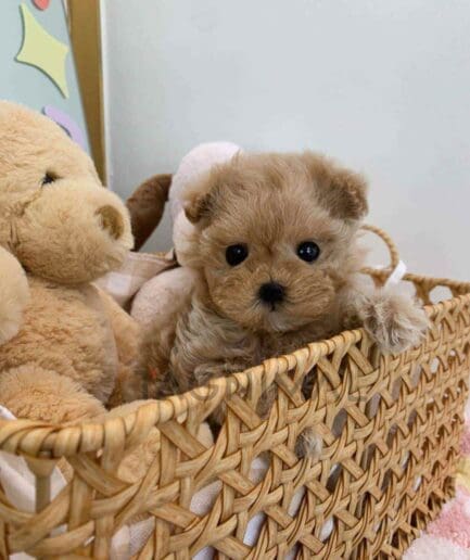 ขายลูกสุนัขมอลติพู ซื้อสุนัข ซื้อหมา ได้ที่ Tagnimal
