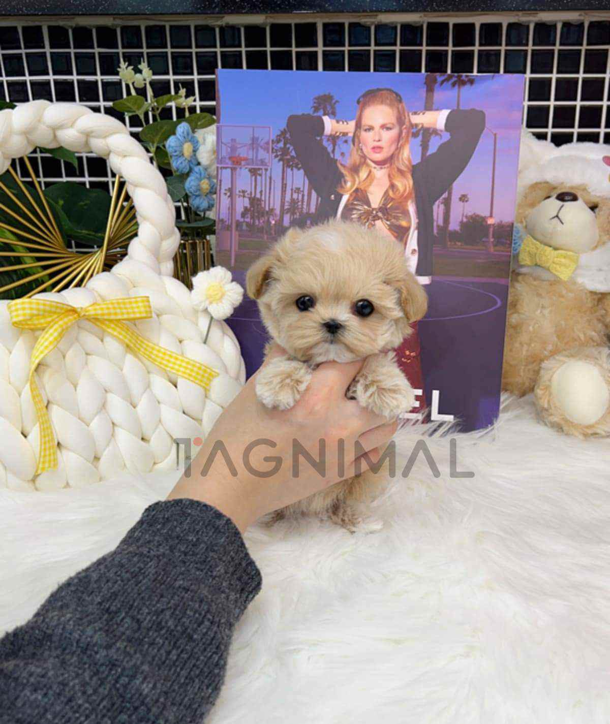 Maltipoo puppy for sale, dog for sale at Tagnimal