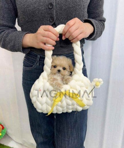Maltipoo puppy for sale, dog for sale at Tagnimal