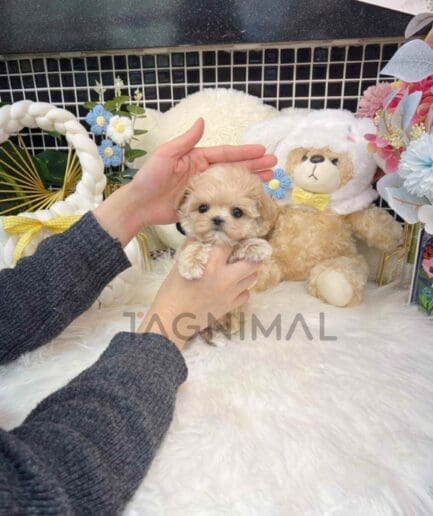 Maltipoo puppy for sale, dog for sale at Tagnimal
