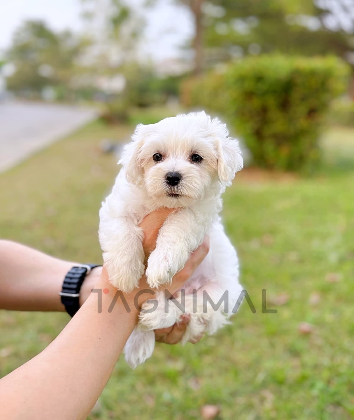 Maltipoo puppy for sale, dog for sale at Tagnimal
