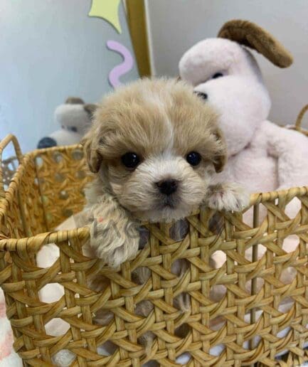 ขายลูกสุนัขมอลติพู ซื้อสุนัข ซื้อหมา ได้ที่ Tagnimal