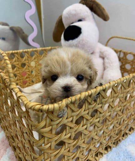 ขายลูกสุนัขมอลติพู ซื้อสุนัข ซื้อหมา ได้ที่ Tagnimal