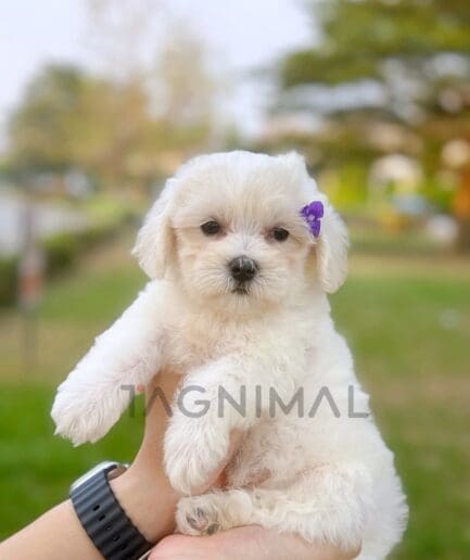 Maltipoo puppy for sale, dog for sale at Tagnimal