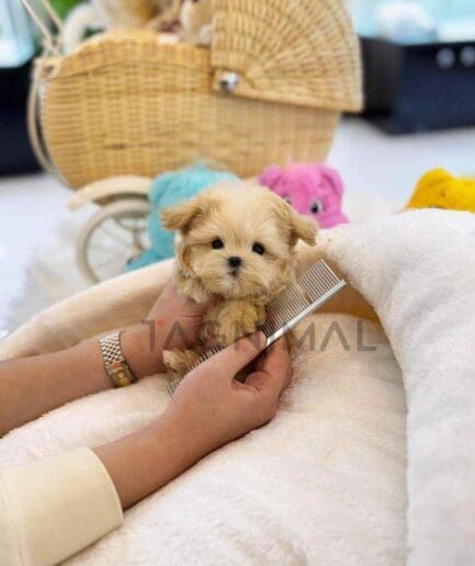 ขายลูกสุนัขมอลติพู ซื้อสุนัข ซื้อหมา ได้ที่ Tagnimal